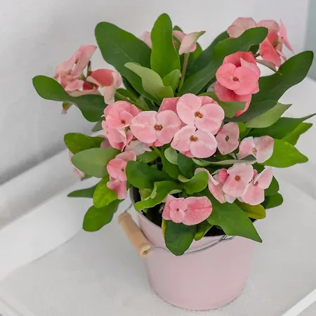 Apartamento Paffendorf